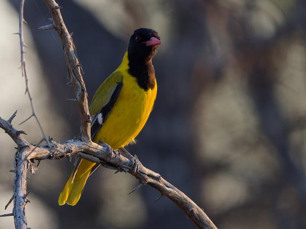 <h3>Oriolus larvatus / Black‑headed oriole / Maskerwielewaal</h3>OM-1 Mark II with OLYMPUS M.150-400mm F4.5, 1/2000 sec at F4.5, ISO 1600, distance 14.0 m